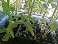 IMG_20250430_090342.jpg