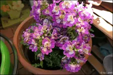 c074.webp