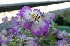c075.webp