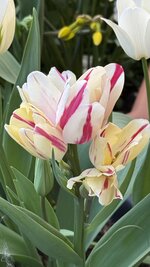 IMG_4145.jpeg
