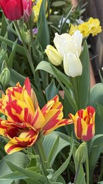 IMG_4144.jpeg