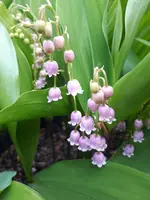 20250430_121646.webp