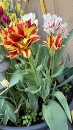 IMG_4151.jpeg