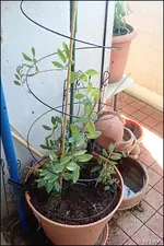 c005.webp