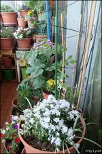 c006.webp