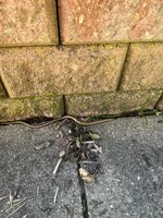 IMG_0262.JPEG
