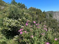 IMG_1998.jpeg