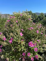 IMG_1997.jpeg
