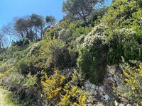 IMG_1992.jpeg