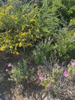 IMG_1993.jpeg