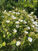 IMG_1995.jpeg