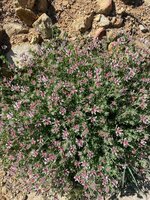 IMG_1988.jpeg