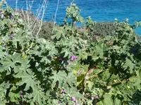 015.webp