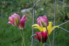 Mai       0825.webp