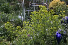 Mai       0925.webp