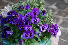Mai       1025.webp