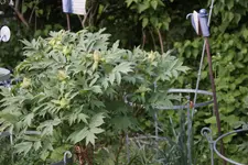 Mai       1125.webp
