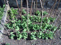 Garten 01.05 (19).JPG