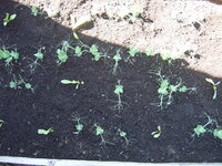 Garten 01.05 (1).JPG