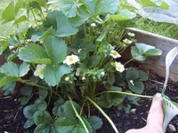 Garten 01.05 (4).webp