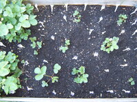 Garten 01.05 (3).JPG