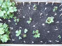 Garten 01.05 (3).webp