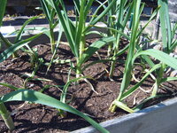 Garten 01.05 (16).JPG