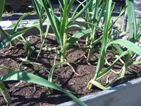 Garten 01.05 (16).webp