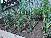Garten 01.05 (17).JPG