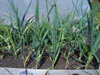 Garten 01.05 (18).JPG