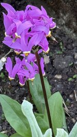 IMG_4158.jpeg