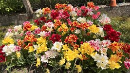 IMG_5816.jpeg