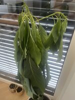 IMG_2770.jpeg