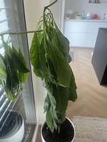 IMG_2769.jpeg