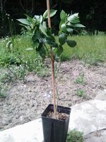 Citrus sinensis ´Fragola´ 1.jpg