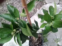 Citrus sinensis ´Fragola´ 2.webp