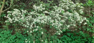 20250502_181052.webp