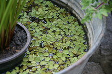 Schwimmfarn0115.JPG