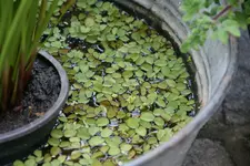 Schwimmfarn0115.webp