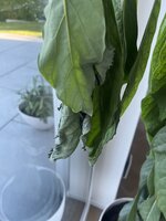 IMG_2779.jpeg