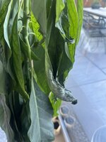 IMG_2778.jpeg