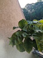 1000008117.jpg 1000008117.jpg