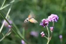 Taubenschwänzchen0315a.webp