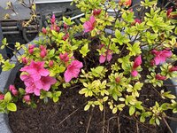 IMG_6695.jpeg