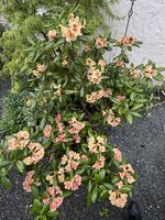 IMG_6688.jpeg