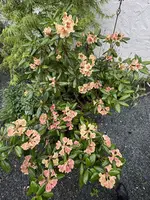 IMG_6688.jpeg