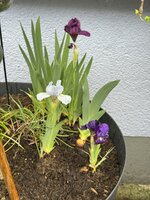 IMG_6681.jpeg
