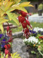 IMG_6670.jpeg