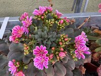 IMG_6665.jpeg