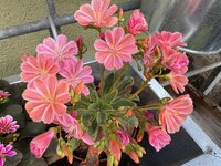 IMG_6664.jpeg